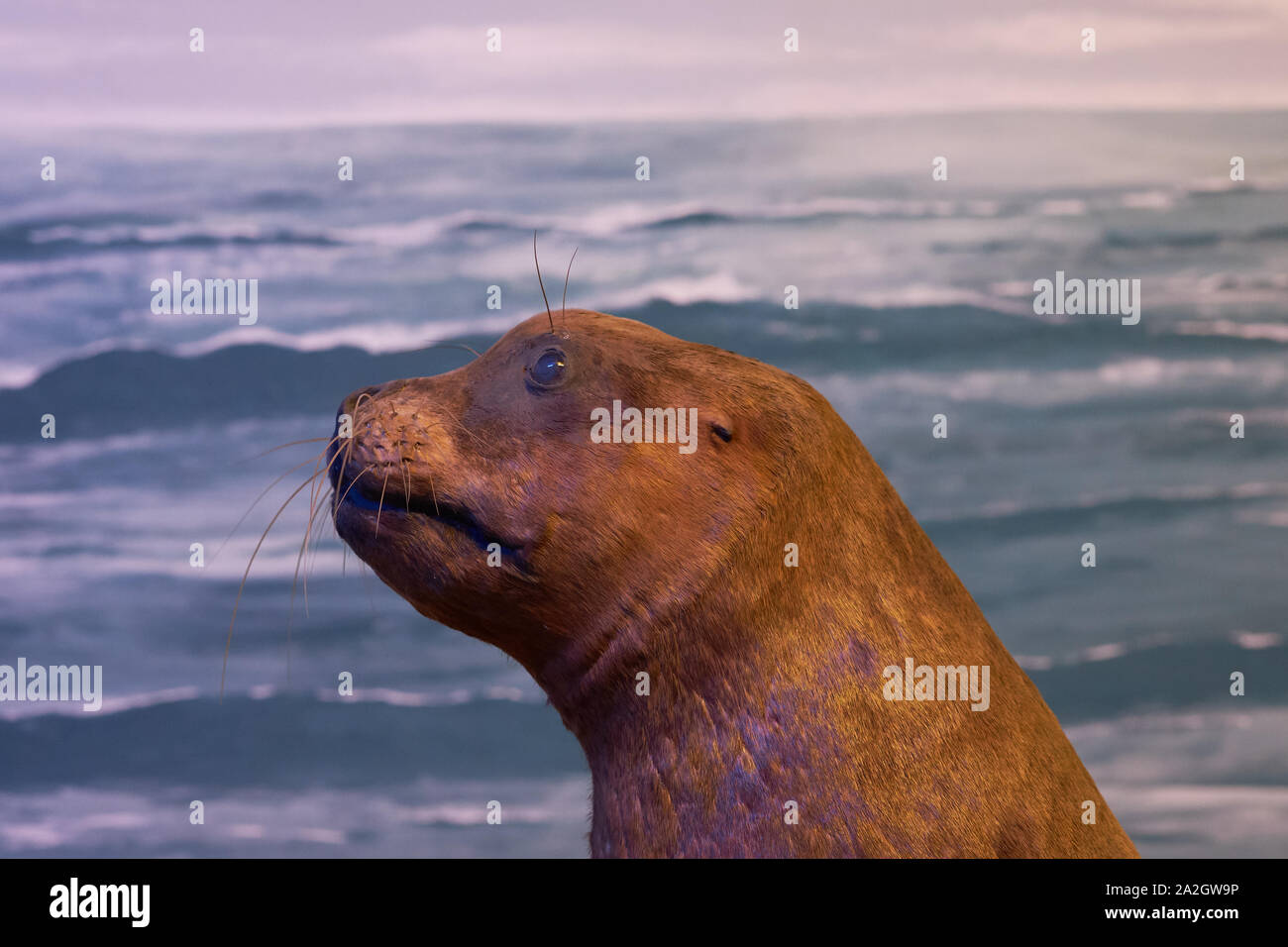 Ein Beispiel für eine California sea lion in einem taxidermy Diorama am Natural History Museum Satwa in Batu Stadt, Indonesien. Stockfoto