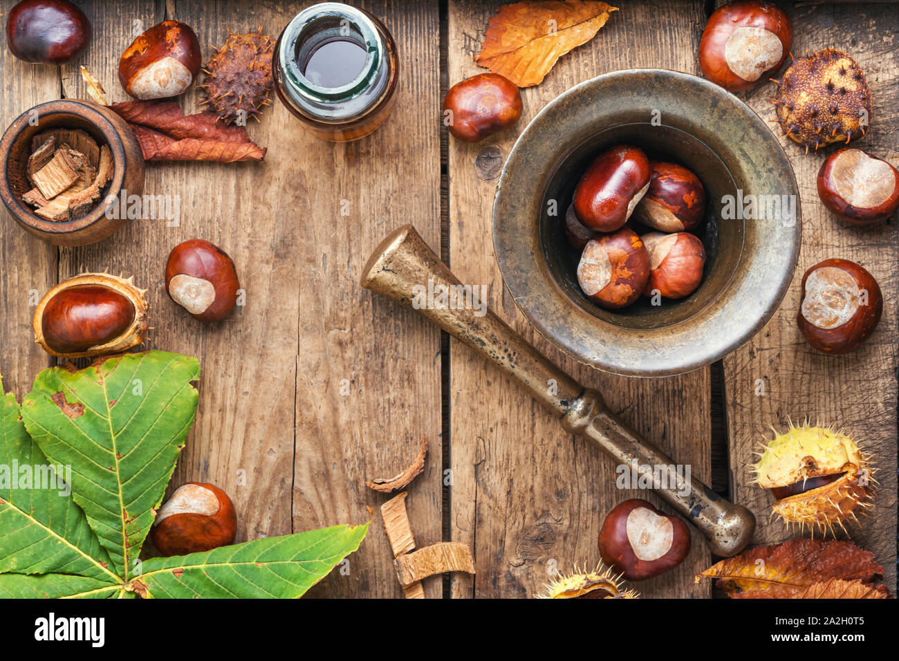 Rosskastanie Öl in der Kräutermedizin extrahieren. Stockfoto