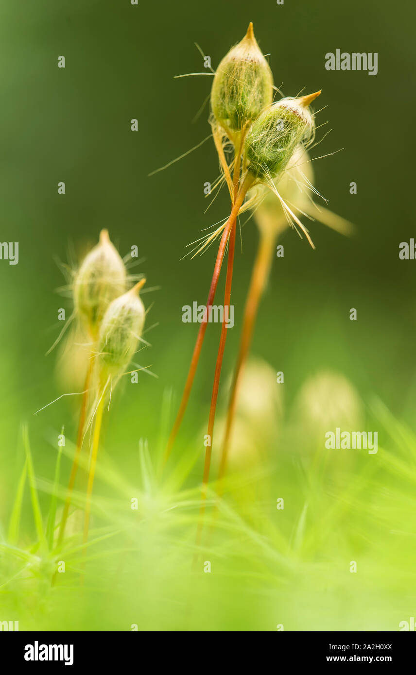 Makro Moos von kukushkin Flachs (Polytrichum commune) an einem Sommertag im Wald. Stockfoto