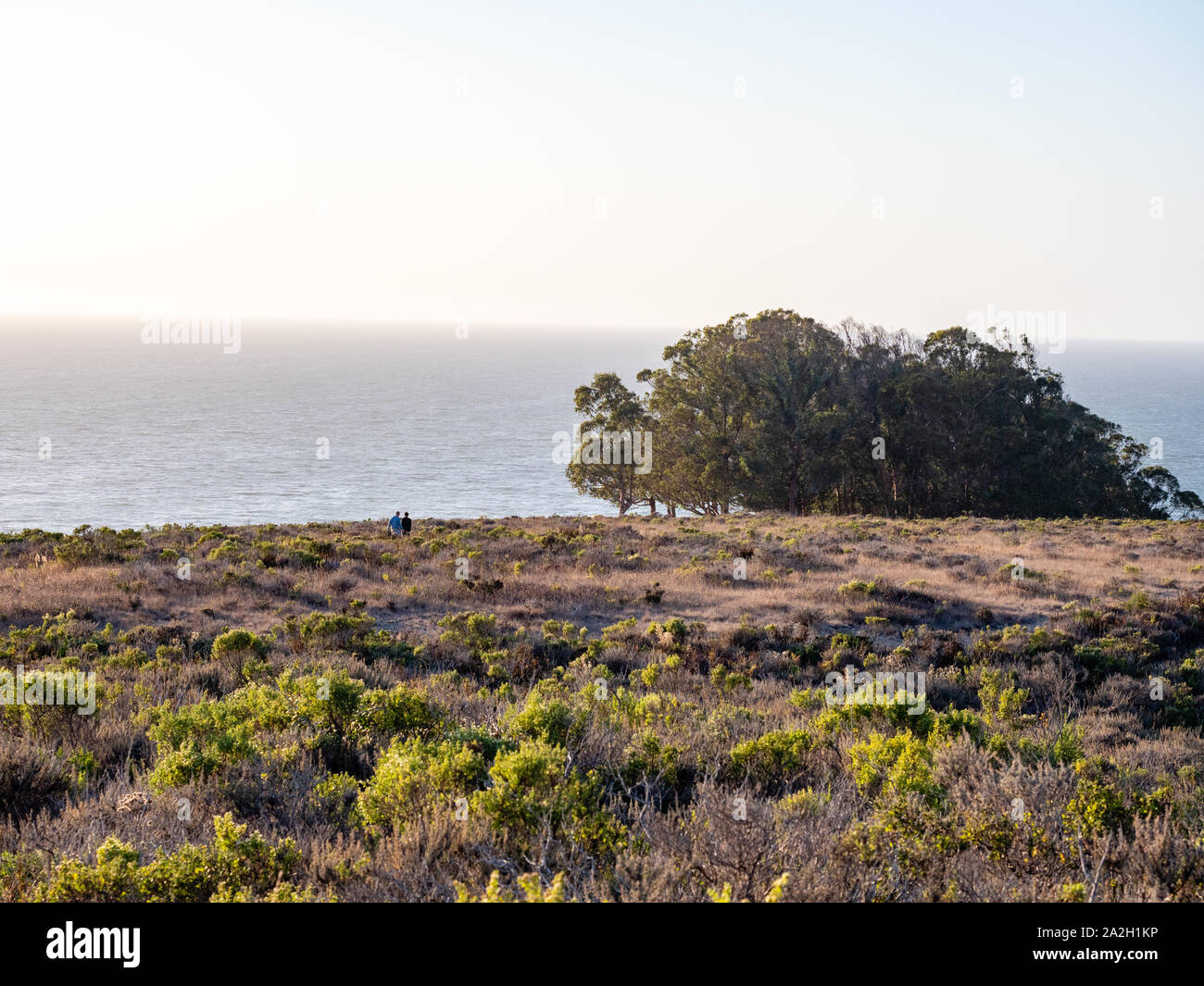 Vater und Sohn gehen auf Täuschung über den Pazifischen Ozean mit Eukalyptusbäumen in Montana de Oro State Park in Los Osos, Kalifornien, USA Stockfoto