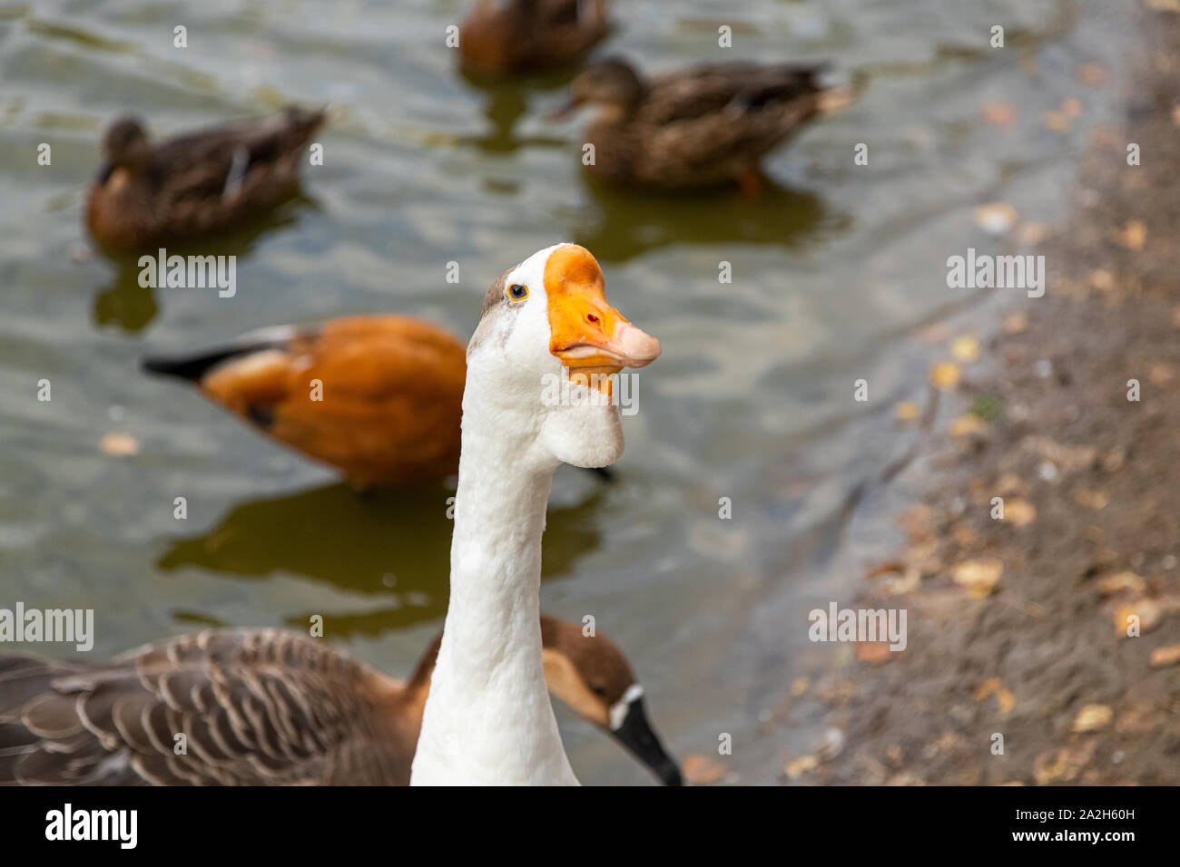 Ein erwachsener weiße Gans mit einem braunen Crest und einen gelben Schnabel schaut die Kamera
