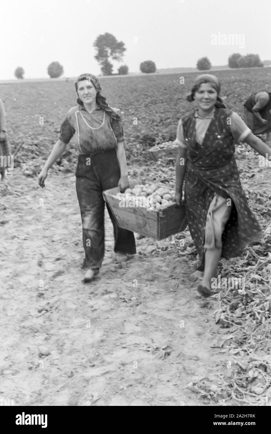 Eine Regenanlage im landwirtschaftlichen Einsatz bei einem Kartoffelacker, Deutschland 1930er Jahre. Eine Sprinkleranlage in der landwirtschaftlichen Nutzung in einem Kartoffelfeld, Deutschland 1930. Stockfoto