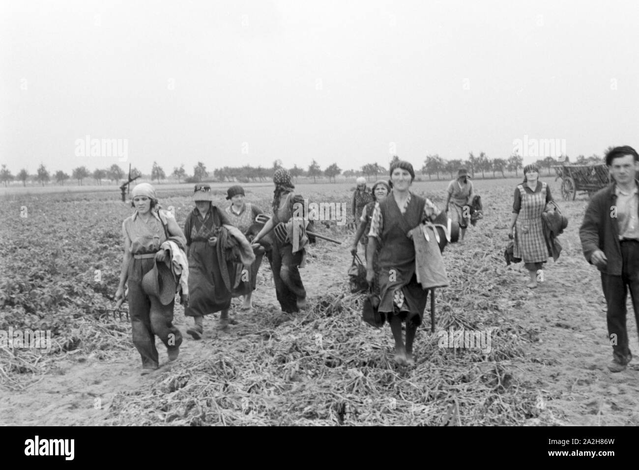 Eine Regenanlage im landwirtschaftlichen Einsatz bei einem Kartoffelacker, Deutschland 1930er Jahre. Eine Sprinkleranlage in der landwirtschaftlichen Nutzung in einem Kartoffelfeld, Deutschland 1930. Stockfoto