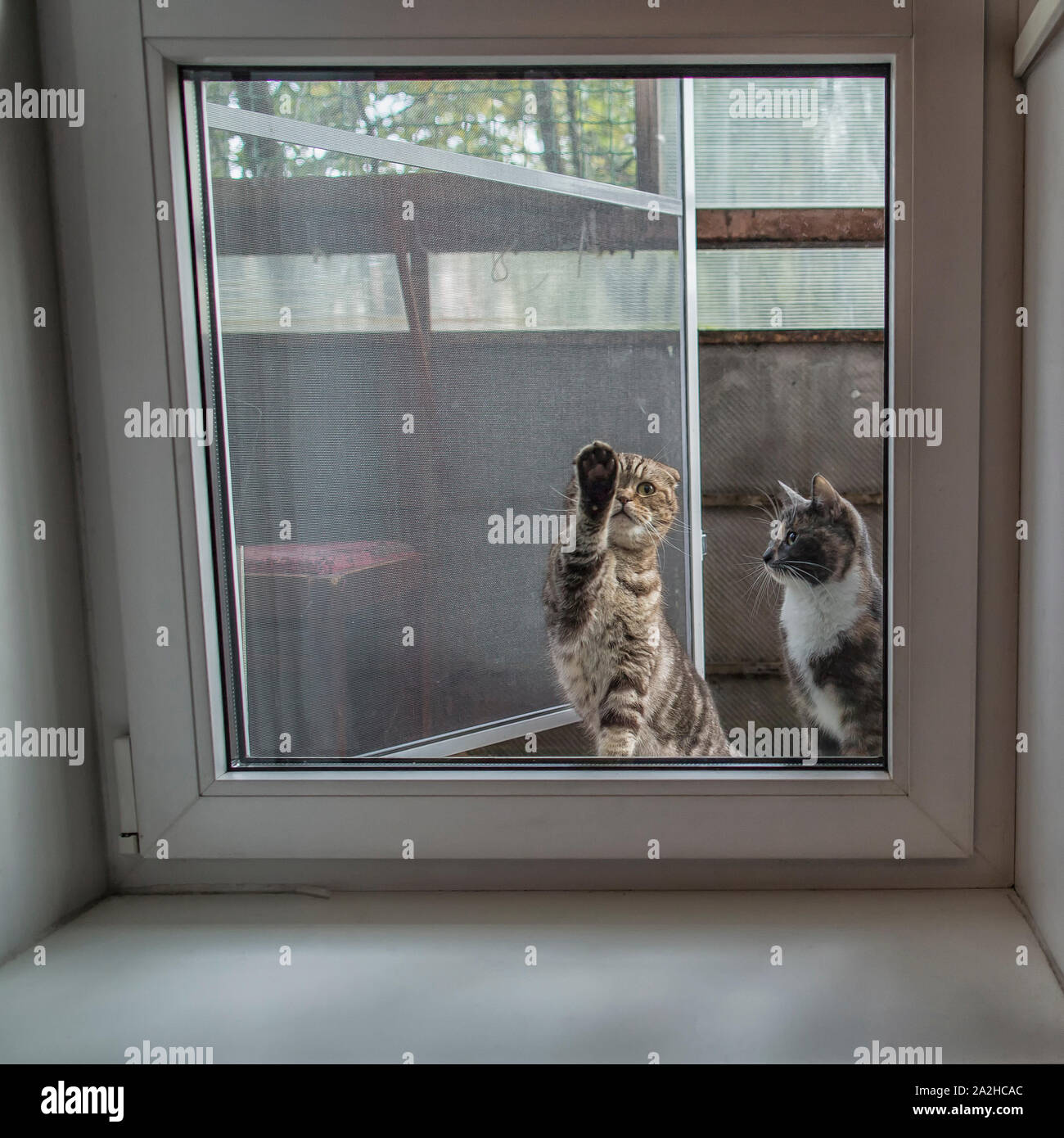Zwei schöne Katzen Scottish Fold und 3-farbigen sitzen vor dem Fenster und fragen Sie, nach Hause zu gehen, lustig berühren das Glas mit der Pfote. Stockfoto
