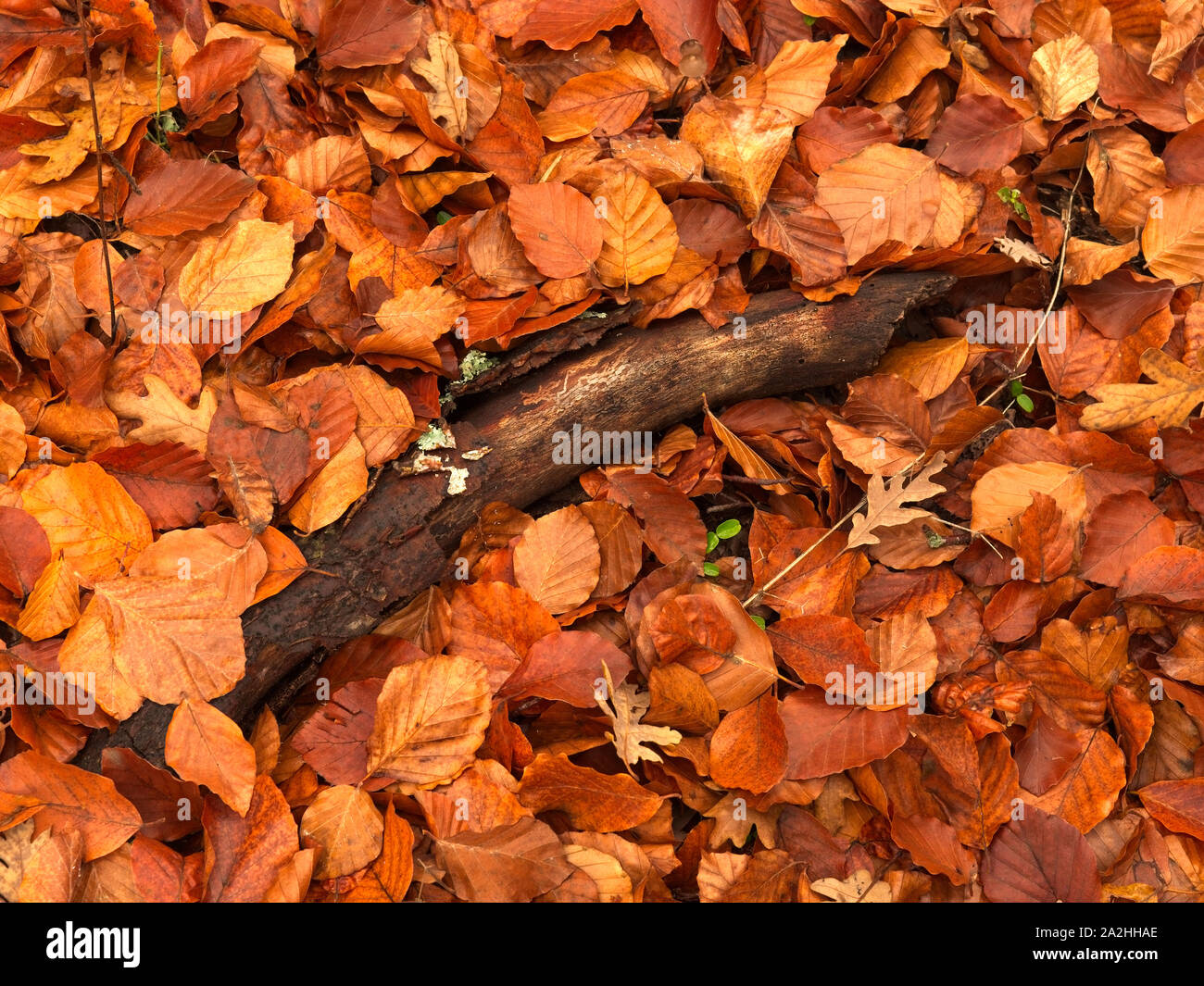 Holz einer Zweigniederlassung umgeben und von Laub in der hayedo de Montejo de la Sierra, Madrid, Spanien Stockfoto