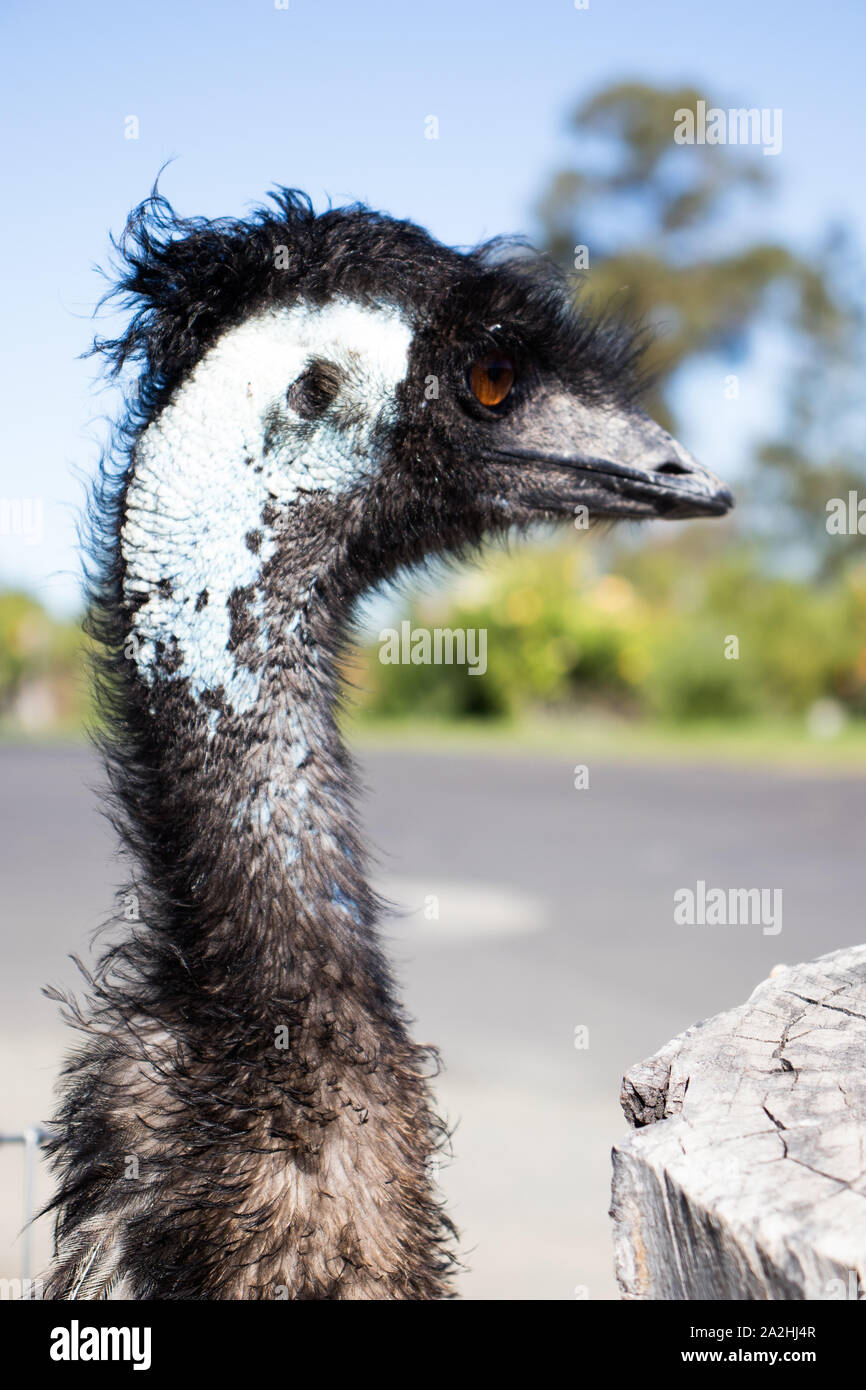 Hellblau Gesicht der wwu Nahrungssuche Stockfoto