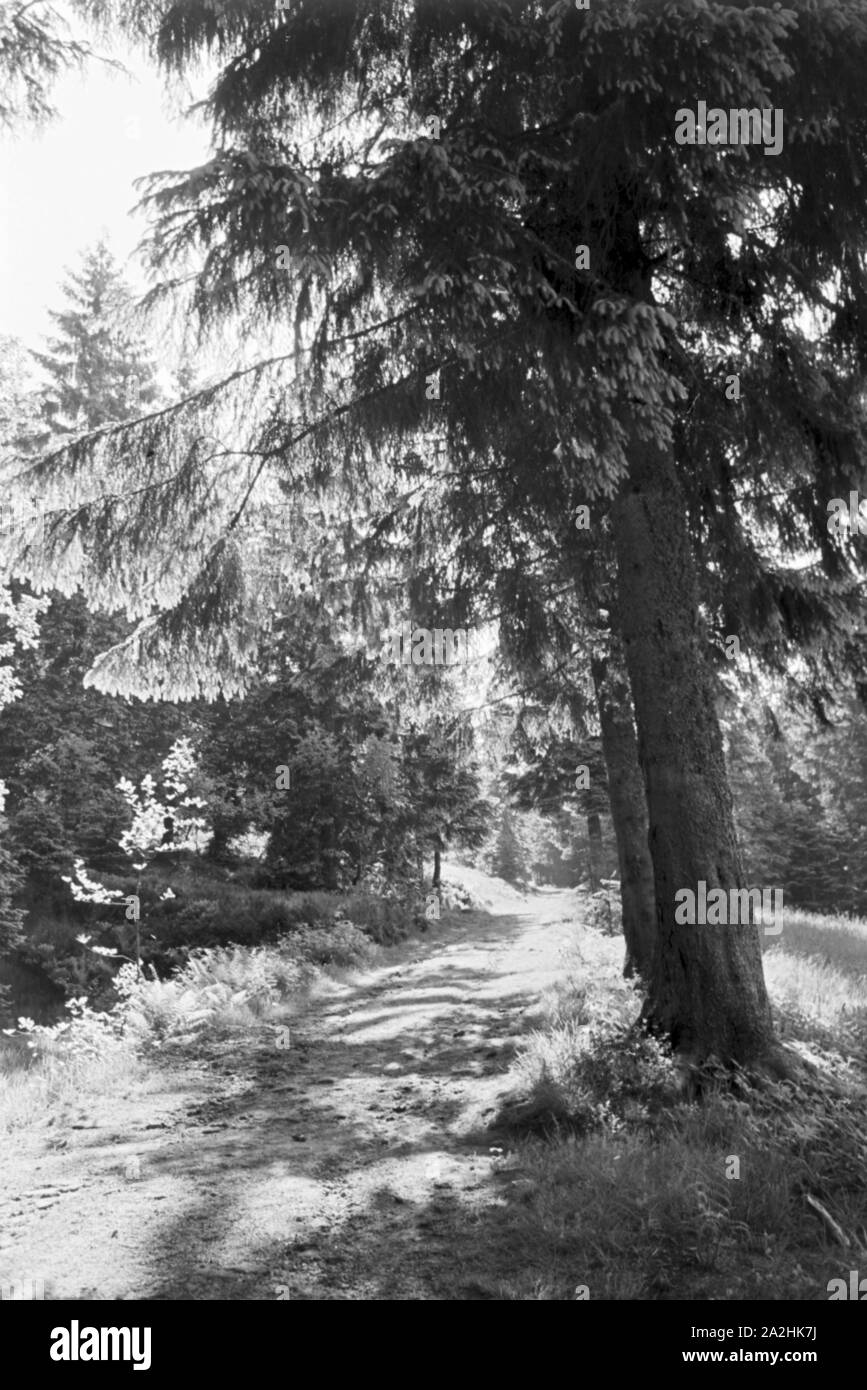 Ein Ausflug in den Erholungsort Ruhestein im Schwarzwald, Deutsches Reich 30er Jahre. Ein Ausflug in den Kurort Ruhestein im Schwarzwald, Deutschland 1930. Stockfoto