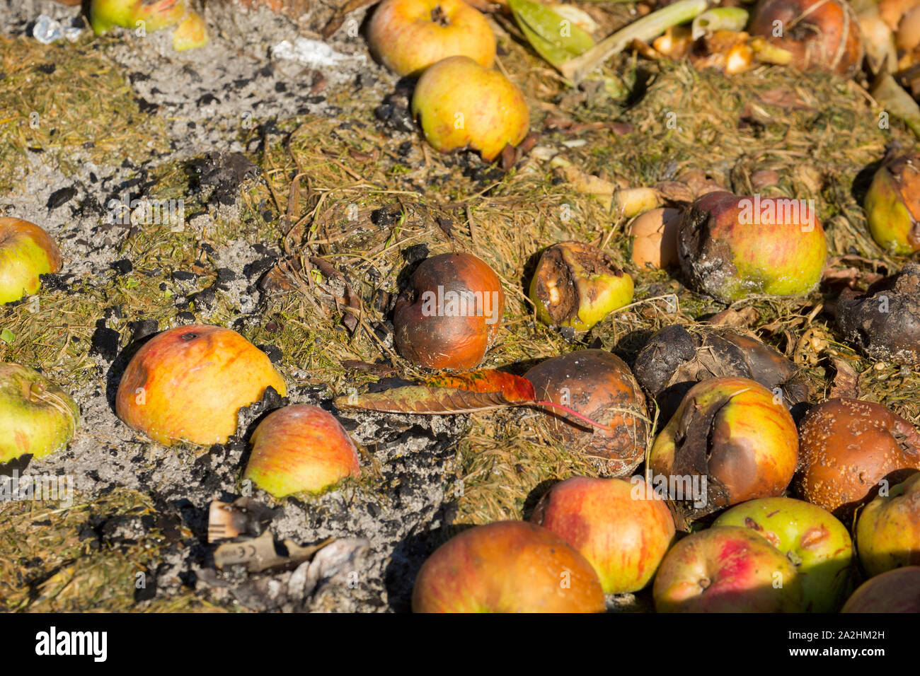 Verrotten windfall Äpfel aus einem Obstgarten, der auf einem komposthaufen gebracht wurden. Lancashire England UK GB Stockfoto