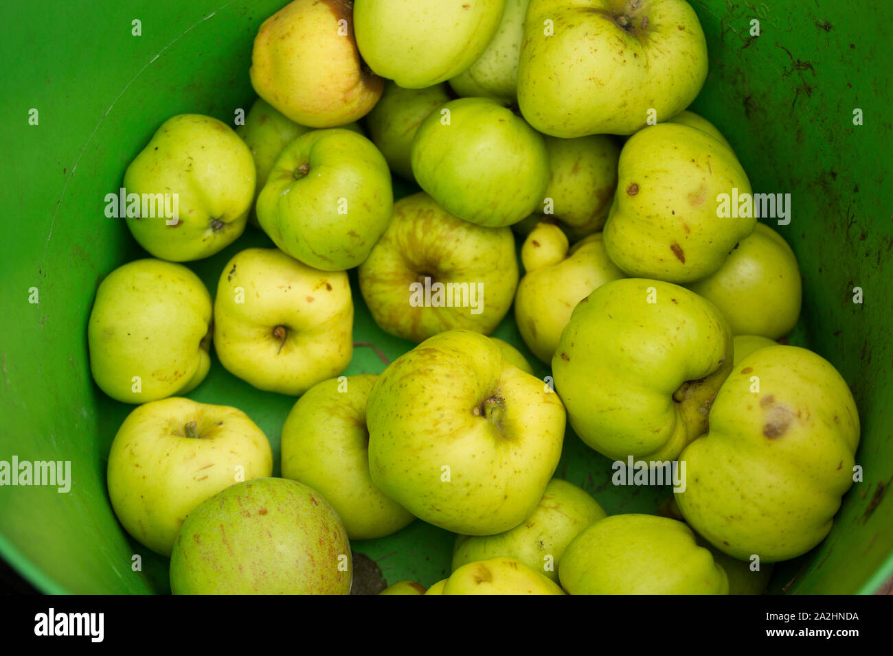 Windschlag kochen Äpfel, die von einem privaten Obstgarten im September gesammelt wurden. Lancashire England UK GB Stockfoto