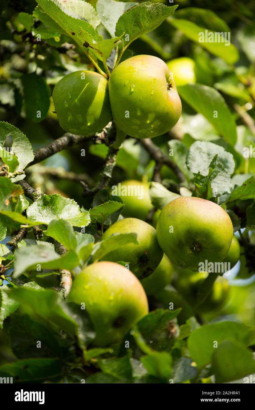 Kochen Äpfel wachsen in einem eigenen Obstgarten im September. Lancashire England UK GB Stockfoto