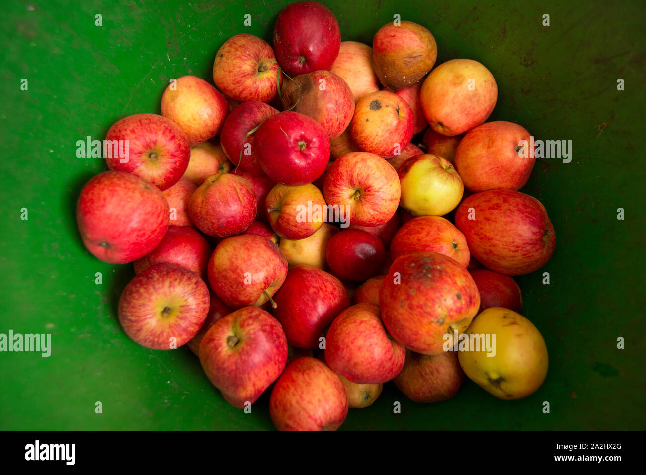 Reif windfall Äpfel, die von einem privaten Obstgarten im September gesammelt wurden. Lancashire England UK GB Stockfoto