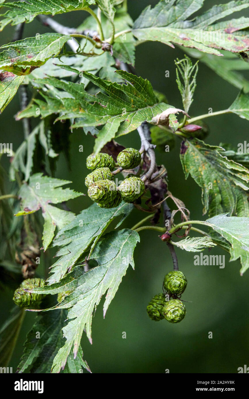 Grey Alder Alnus Incana 'Baumannii', Kegel auf Zweig Stockfoto