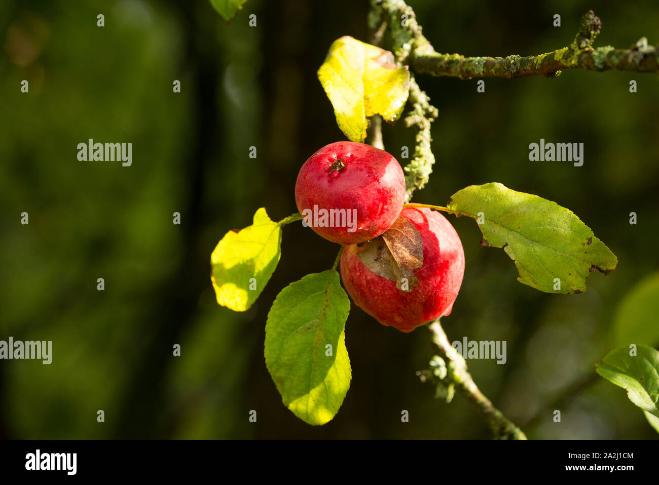 Reife äpfel wachsen in einem eigenen Obstgarten im September. Lancashire England UK GB Stockfoto