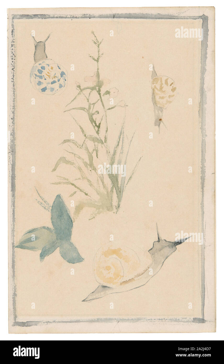 Skizzen von Schnecken, blühende Pflanze, 1864/68, Édouard Manet, Französisch, 1832-1883, Frankreich, Aquarell über Graphit Bleistift auf Creme Bütten, 198 × 126 mm. Stockfoto