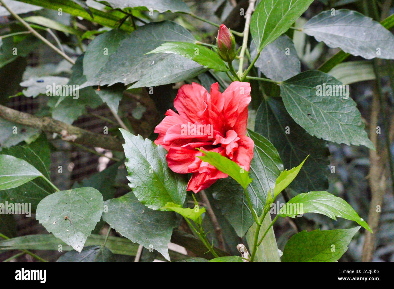 Farbige tropische Blumen Natur Botanik Stockfoto