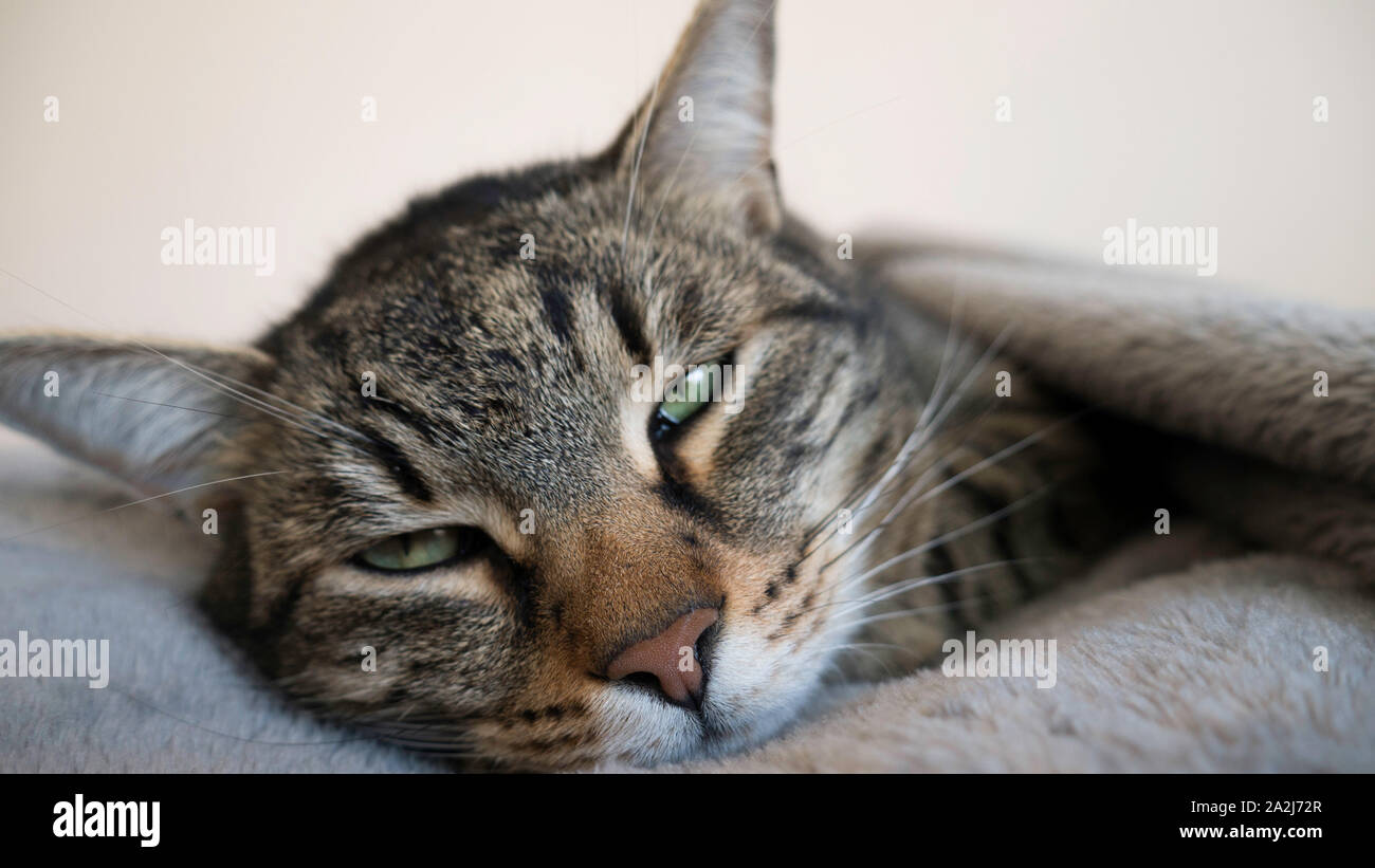 Schläfrige Katze mit einem grünen Augen Stockfoto