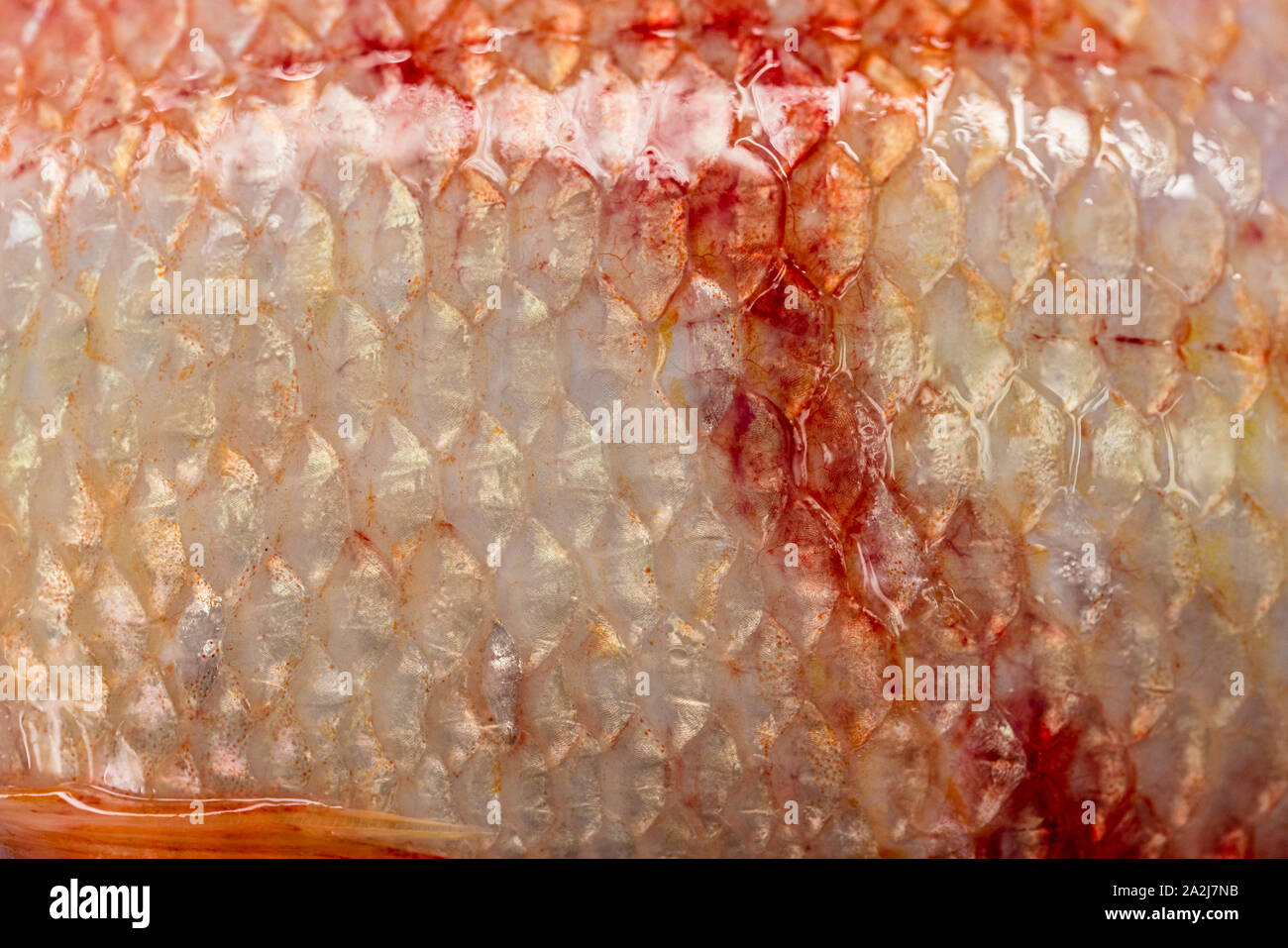 Textur von Fisch schuppen (Oreochromis niloticus), (Nil tiapia) Stockfoto