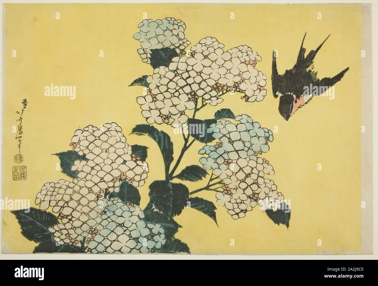 Hortensie und Schlucken, von einer unbetitelten Serie von großen Blüten, C. 1833/34, Katsushika Hokusai 葛飾 北斎, Japanisch, 1760-1849, Japan, Farbe holzschnitt, Oban, 26,1 x 38,5 cm (10 1/4 in. x 15 in. Stockfoto