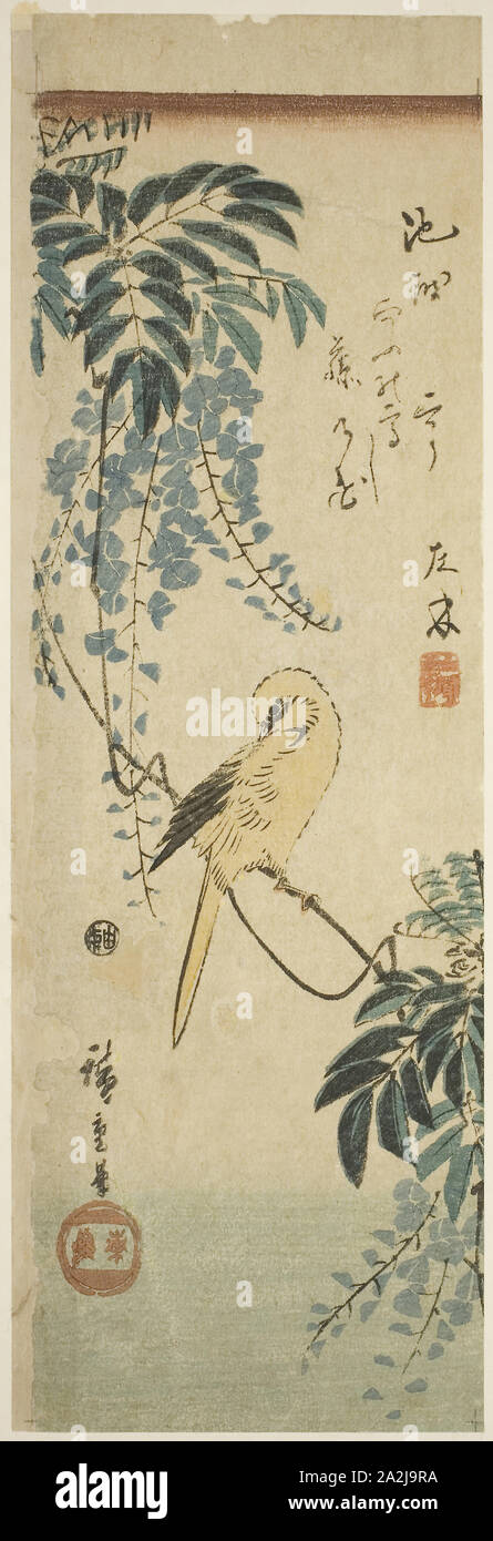 Kanarische und Glyzinien, C. 1843/47, Utagawa Hiroshige 歌川 広重, Japanisch, 1797-1858, Japan, Farbe holzschnitt, aitanzaku, 34,3 x 11,3 cm Stockfoto