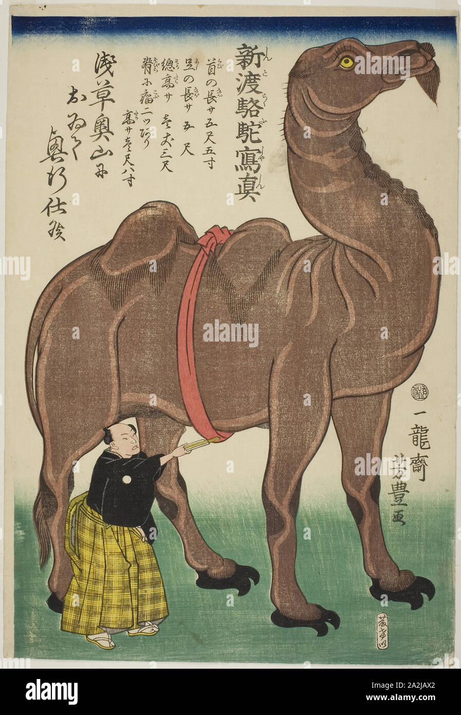 Wahre Zeichnung eines neu angekommenen Kamel (Shinto rakuda shashin) 1863, Utagawa Yoshitoyo, Japanisch, 1830 - 1866, Japan, Farbe holzschnitt, Oban Stockfoto