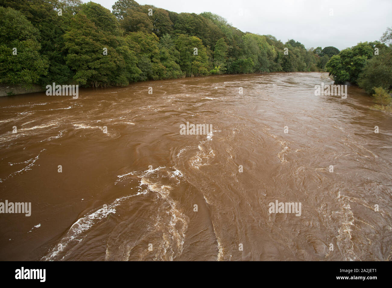 Der Fluss Lune nach starkem Regen im September 2019 hinter dem loyn oder Loyne, Brücke zwischen Gressingham und Hornby gesehen. Der Fluss Lune wa Stockfoto