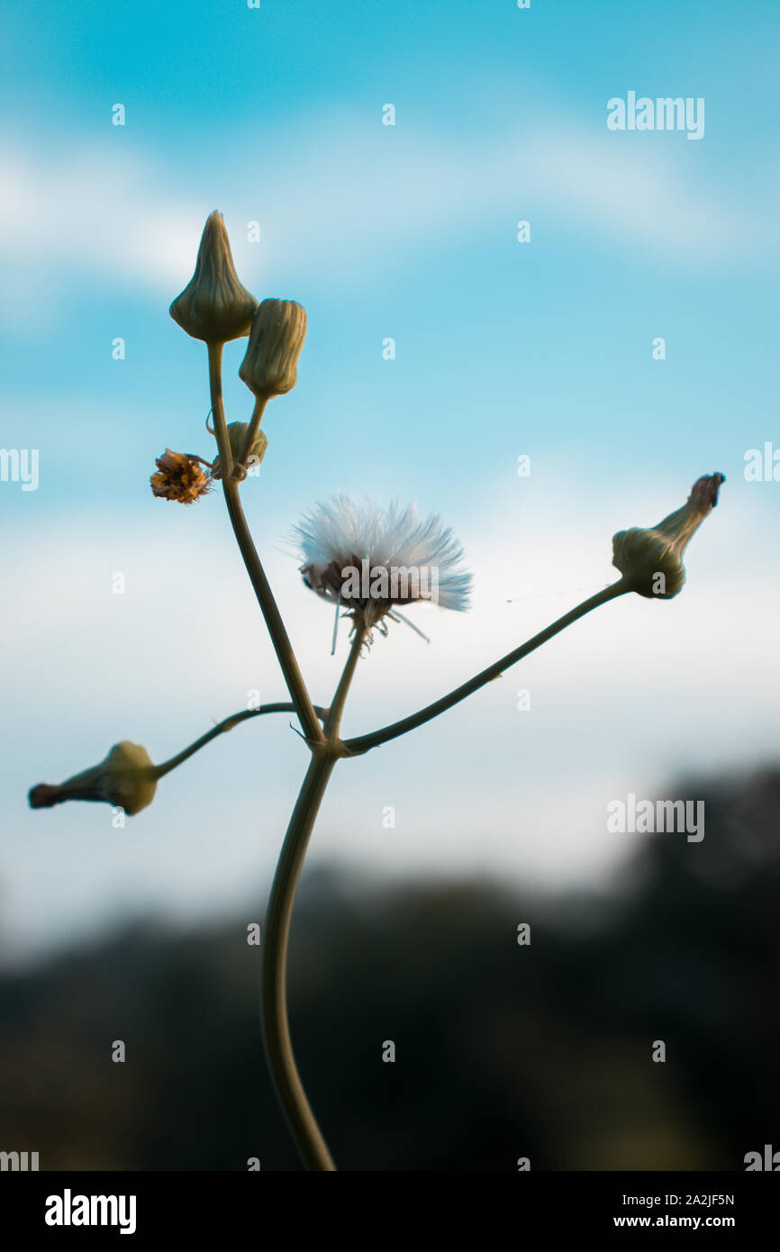 Schönen Sommer Bild, der Löwenzahn Blume, Nahaufnahme, gegen den blauen Himmel mit weißen Wolken. Stockfoto