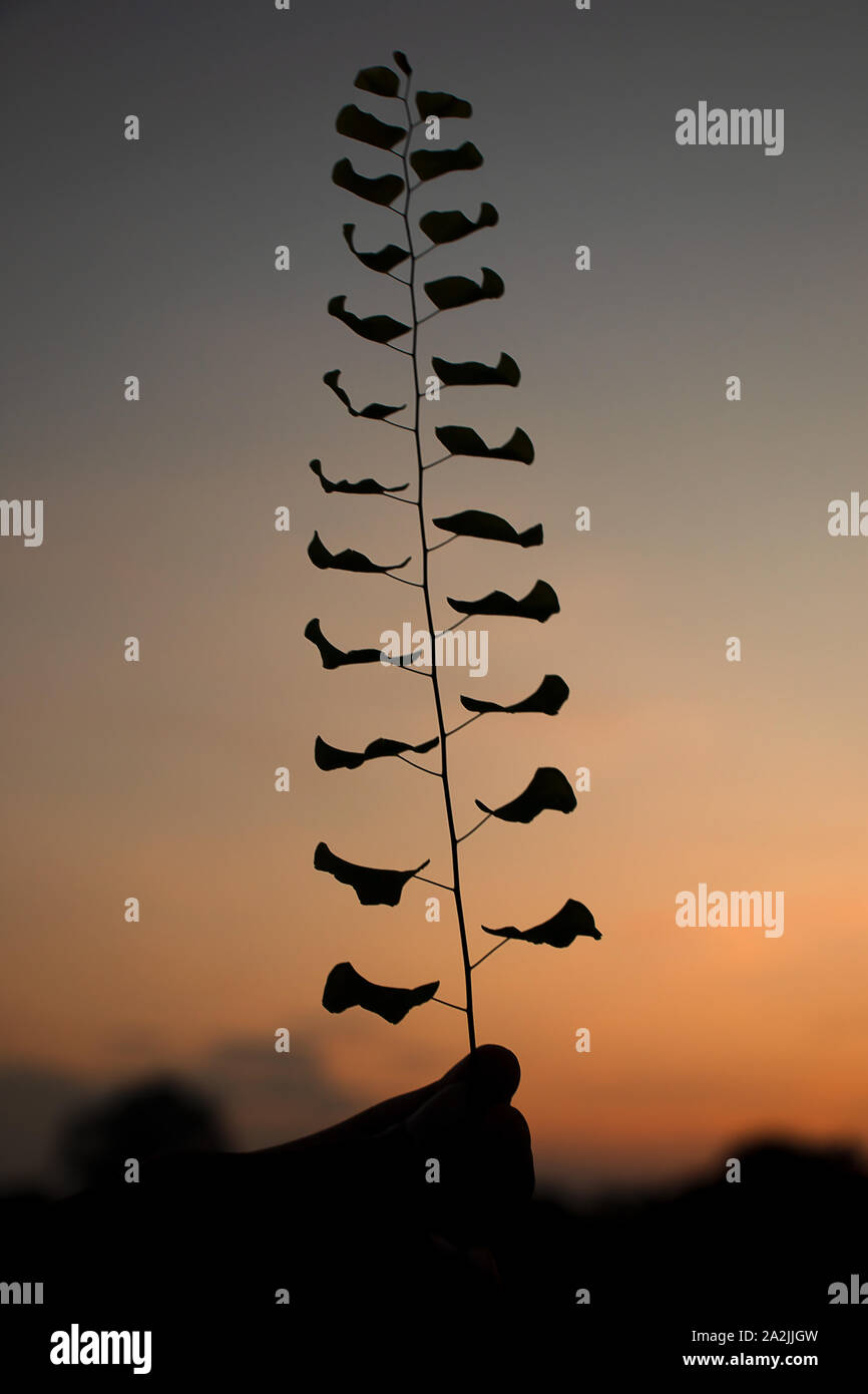 Silhouette der Blätter, design Sonnenuntergang Hintergrund. Stockfoto