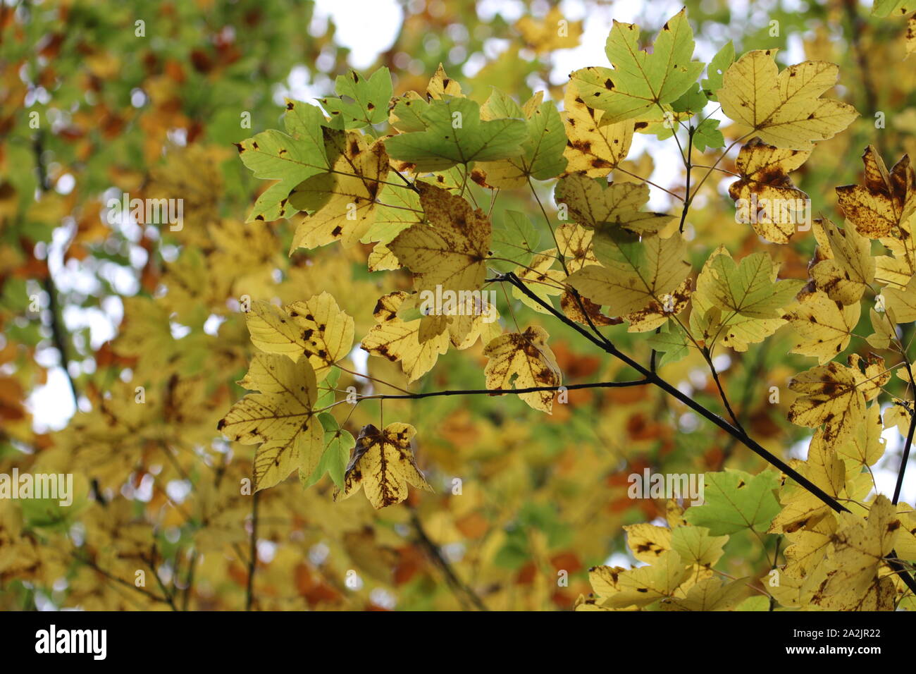Im Herbst kommt bald Stockfoto