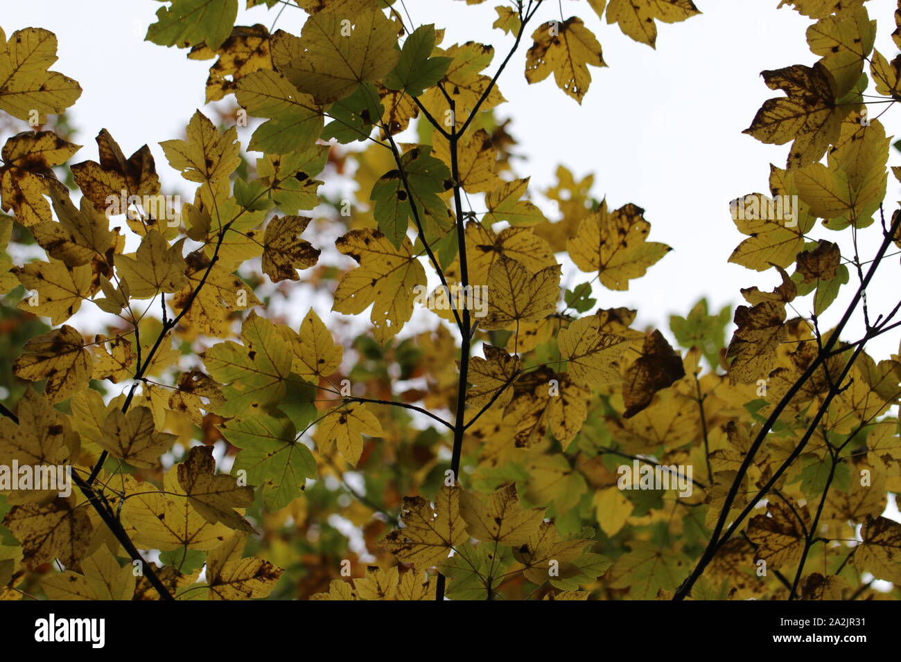 Im Herbst kommt bald Stockfoto