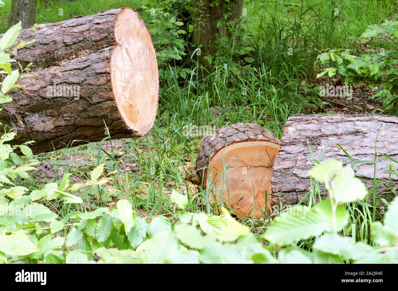 Gesägt Baum im Wald, saubere Stamm von Kiefer Stockfoto