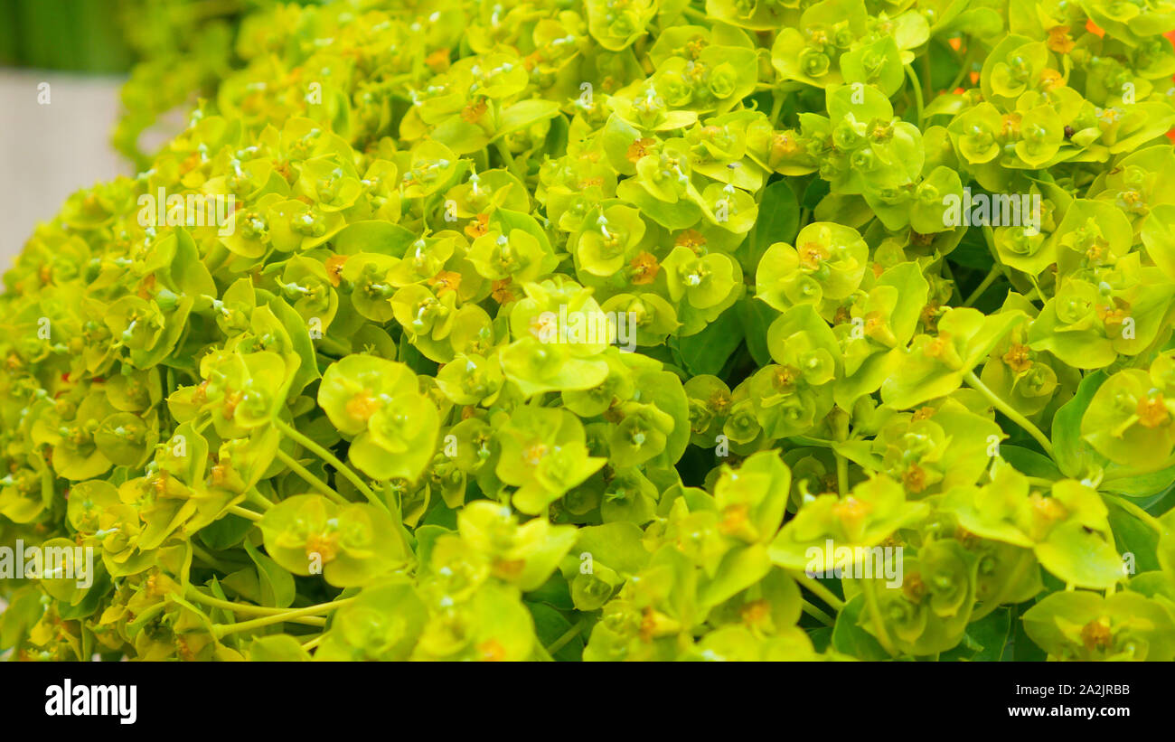 Gelbe Blumen aus Zypressen wolfsmilch Euphorbia cyparissias Stockfoto