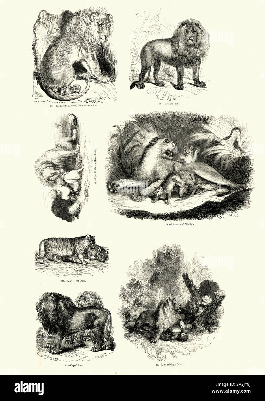 Vintage Gravur Natur, große Katzen, Löwen. Bildliche Museum der belebten Natur, 19. Jahrhundert Stockfoto