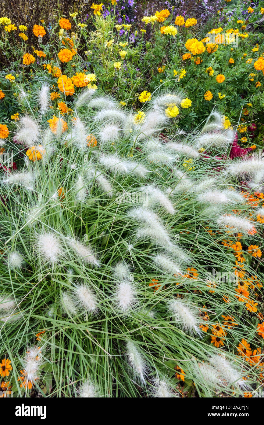 Feathertop Brunnen Gras Cenchrus longisetus Pennisetum villosum Stockfoto