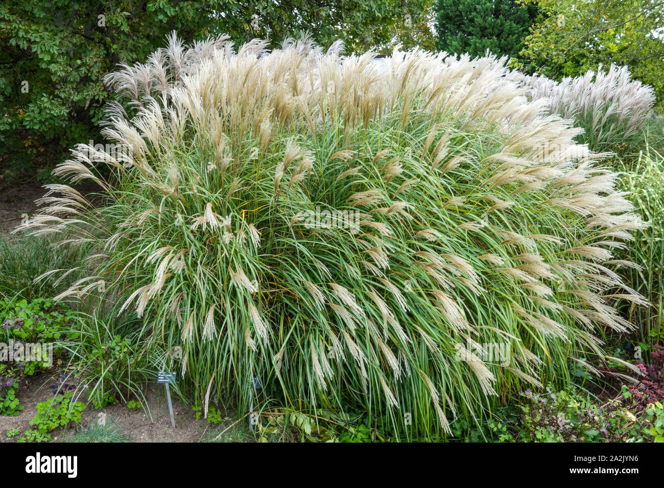 Miscanthus sinensis „Adagio“ mehrjähriges Gras Mädchen Gras Miscanthus chinesisches Silvergrass Eulalia, Stiele, Laub, Federn im Oktober getuftet Stockfoto