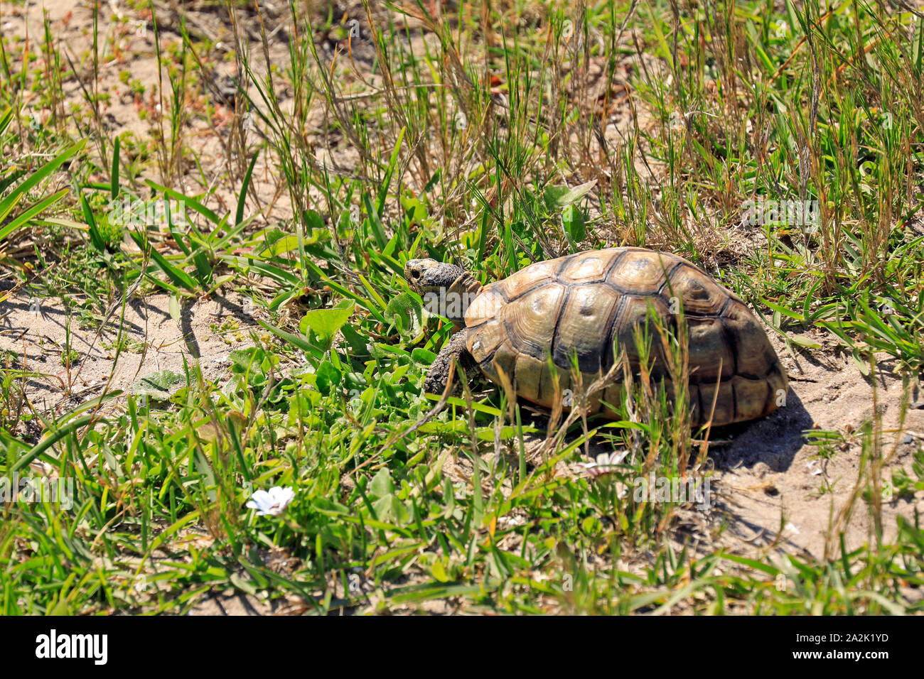 Ein Anwinkeln Schildkröte (Chersina angulata) am Cape Point am Kap der Guten Hoffnung, Südafrika. Stockfoto