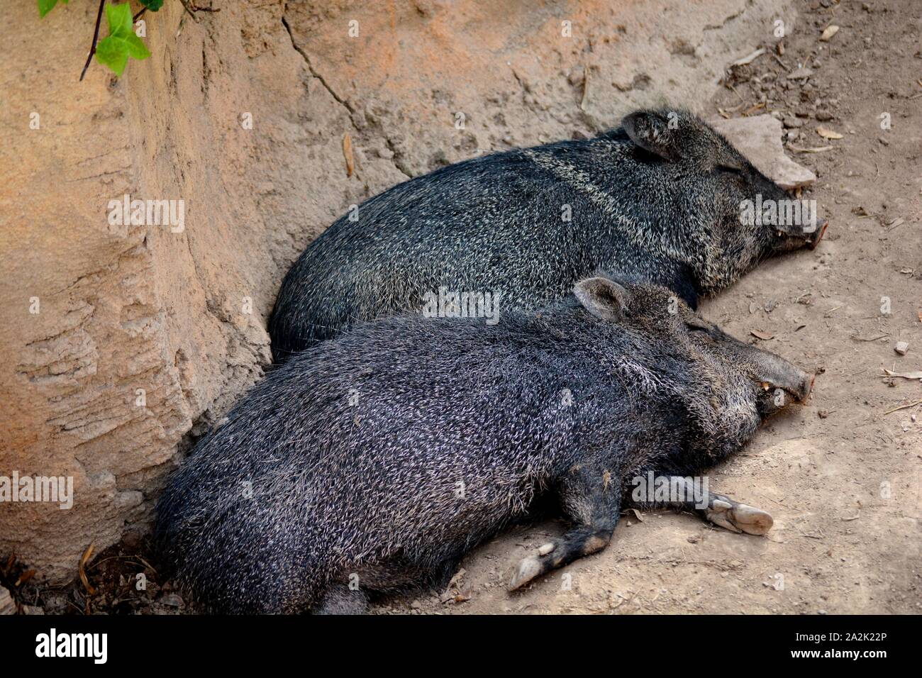 Zwei junge Wildschweine auf dem Boden Stockfoto