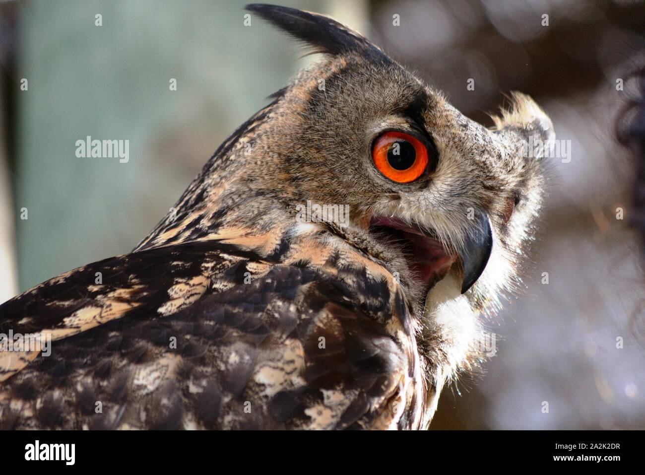 Eine Eule mit den orangefarbenen Augen Stockfoto