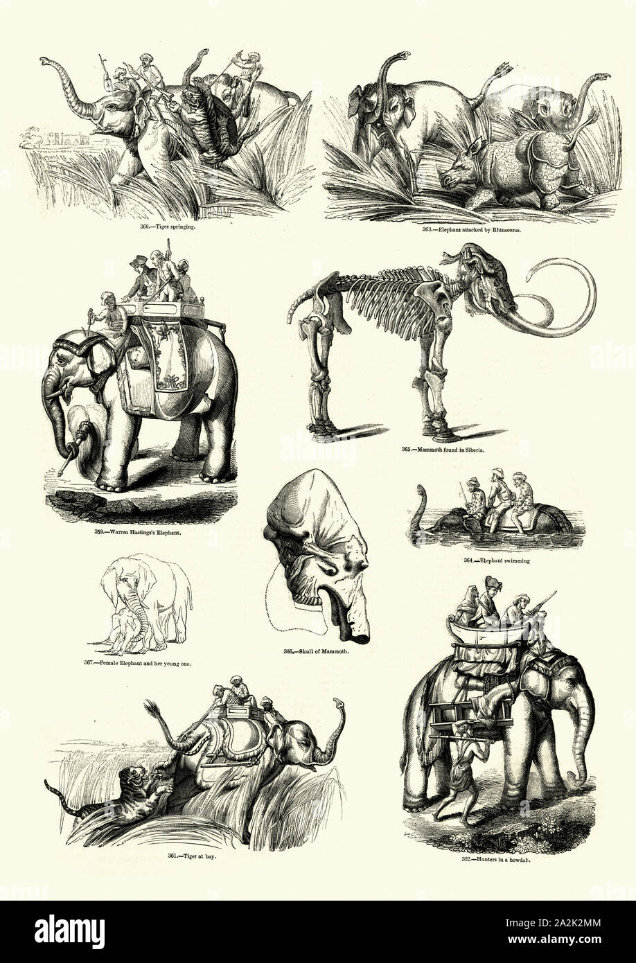 Vintage Gravur von Natur, Säugetiere, Elefanten. Bildliche Museum der belebten Natur Stockfoto