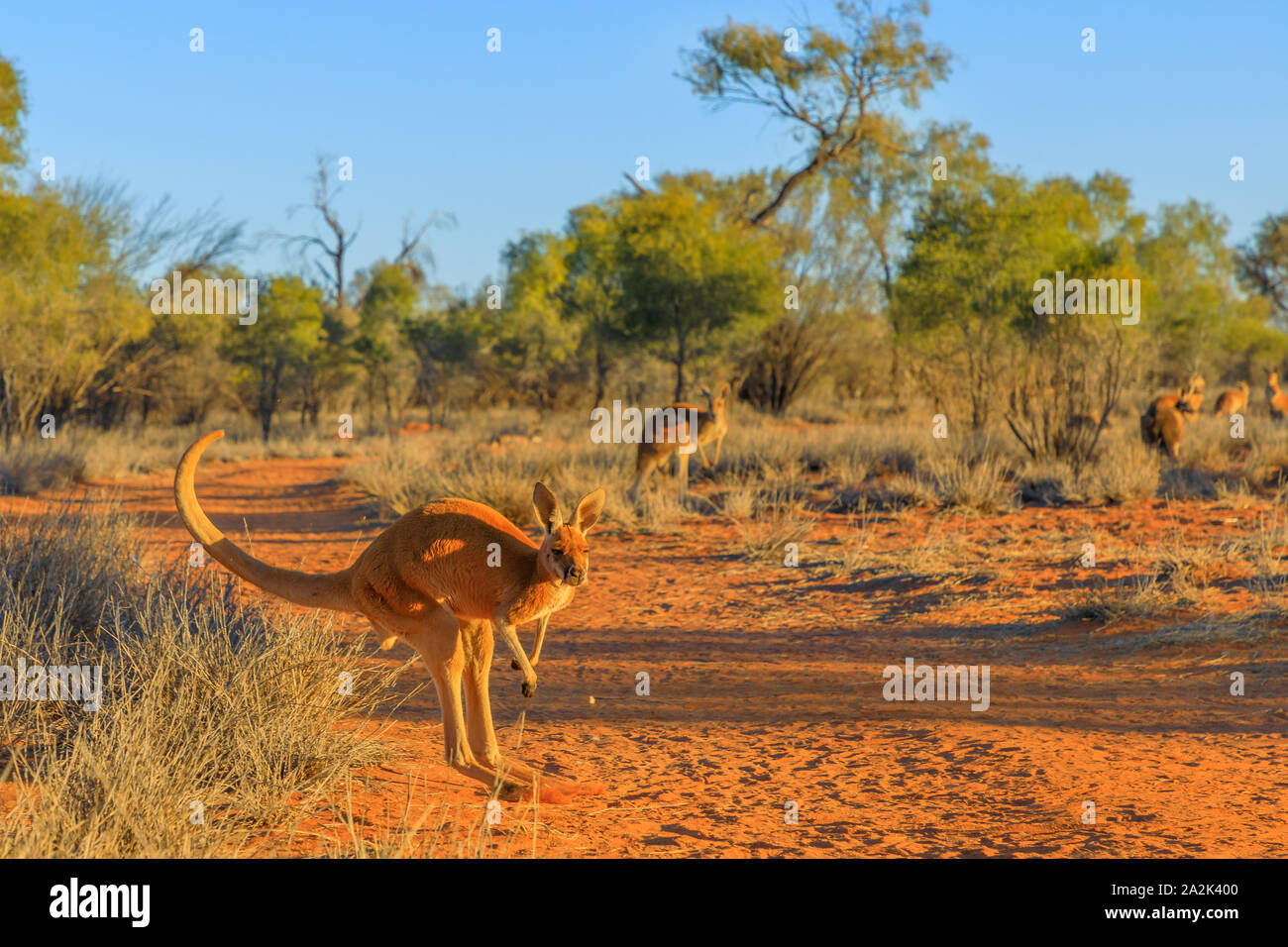 Red Kangaroo, Macropus Rufus, über roten Sand der Outback Zentral Australien springen in der Wildnis. Australische Beuteltier in Northern Territory, Rot Stockfoto