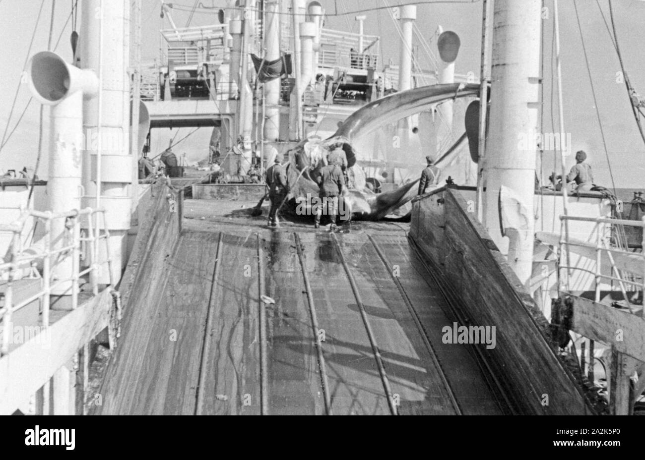 Männer der Besatzung des Fabrikschiffes "Jan Wellem" der deutschen Walfangflotte bei er Arbeit ein Deck, 1930er Jahre. Besatzungsmitglieder der Fabrik Schiff "Jan Wellem" des Deutschen Walfangflotte bei der Arbeit an Deck, 1930er Jahre. Stockfoto