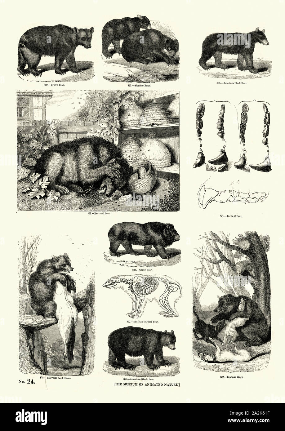 Vintage Gravur der Natur, Bären, Holzschnitt aus dem 19. Jahrhundert Stockfoto