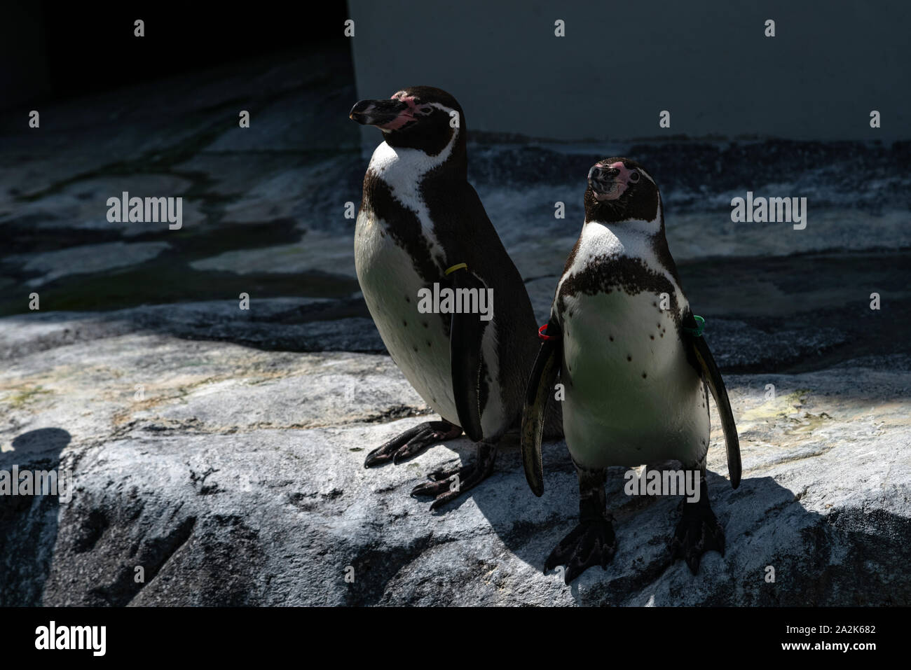 Afrikanische Pinguin - Spheniscus demersus oder Black footed Pinguin auf Rock Hintergrund. Marine wilden Vogel im Zoo niedlich, wasservogelabkommens isoliert auf felsigen backgr Stockfoto