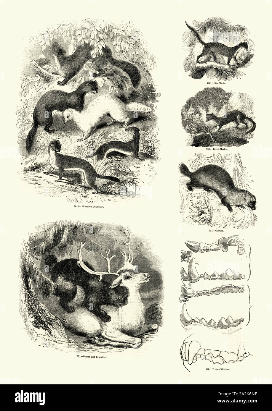 Vintage Gravur der Naturgeschichte, Säugetiere, Mustelidae Marder. Bildliche Museum der belebten Natur Stockfoto