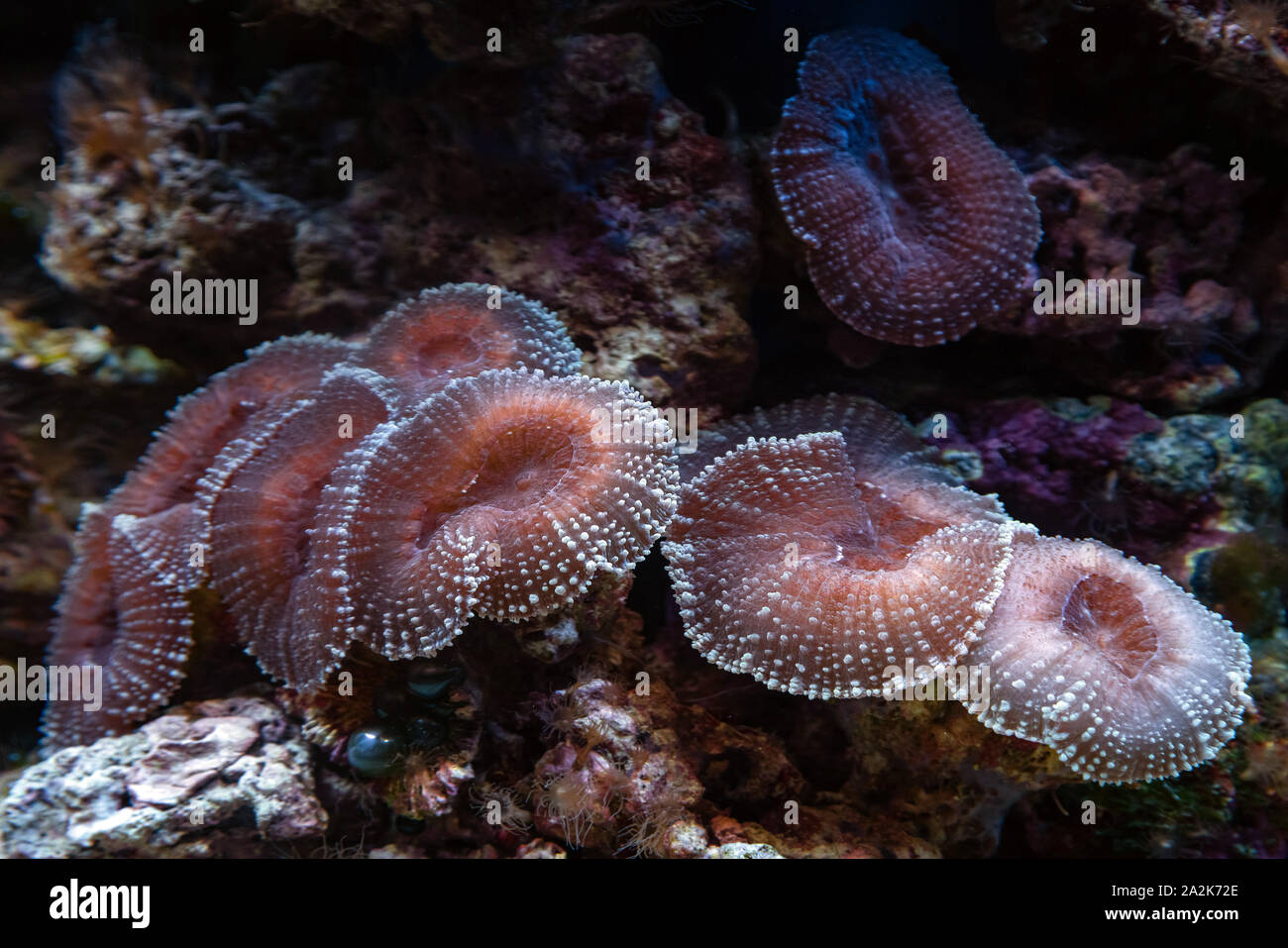 Unterwasser Schuß von mushroom Coral (Fungiidae) Kolonie auf dem Riff im Aquarium Tank. Bunte Korallen wachsen auf dem Meeresboden. Stockfoto