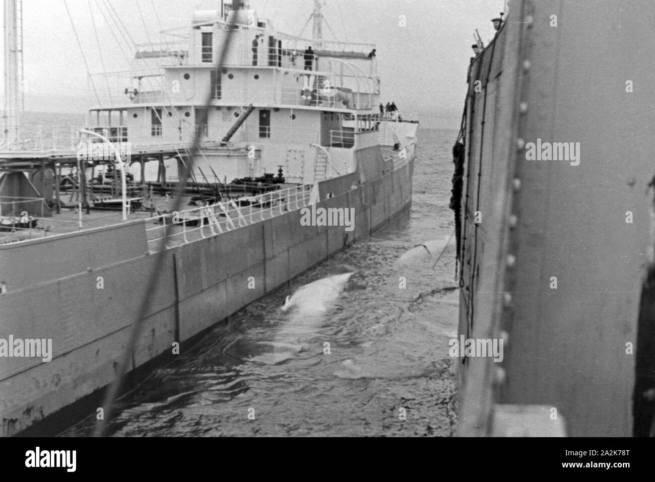 Ein Fangboot Walkadaver zwischen Dm und Dm Fabrikschiff "Jan Wellem", 1930er Jahre. Ein Wal Kadaver zwischen den Walfang baot und des Fabrikschiffes, 1930er Jahre. Stockfoto