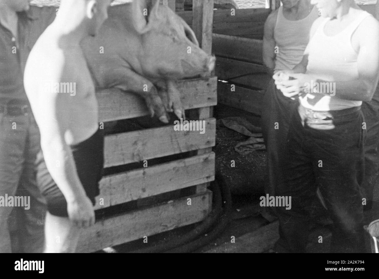 Schwein und Schlachtung ein Bord des Fabrikschiffs "Jan Wellem", 1930er Jahre. Schwein für die Ernährung der Crew der Fabrik Schiff "Jan Wellem", 1930er Jahre. Stockfoto