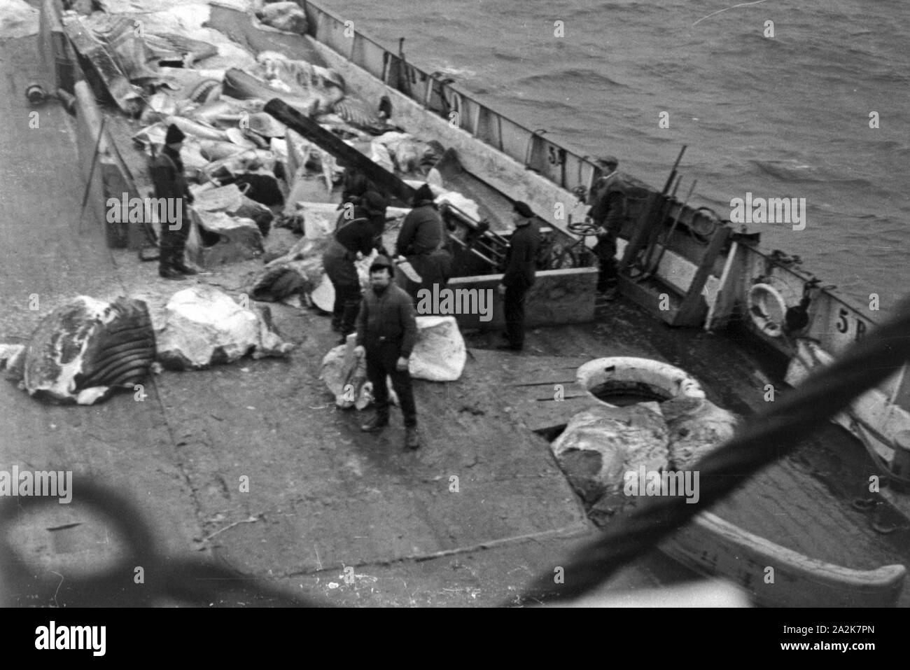 Die Besatzung des Fabrikschiffs "Jan Wellem" beim Abflensen des Walkadavers, 1930er Jahre. Crew der Fabrik Schiff "Jan Wellem" Schlachten ein Wal Kadaver, 1930er Jahre. Stockfoto