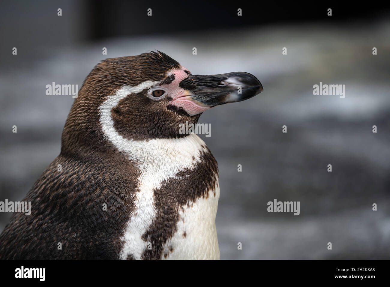 Afrikanische Pinguin - Spheniscus demersus oder Black footed Pinguin auf Rock Hintergrund. Marine wilden Vogel im Zoo niedlich, wasservogelabkommens isoliert auf felsigen backgr Stockfoto