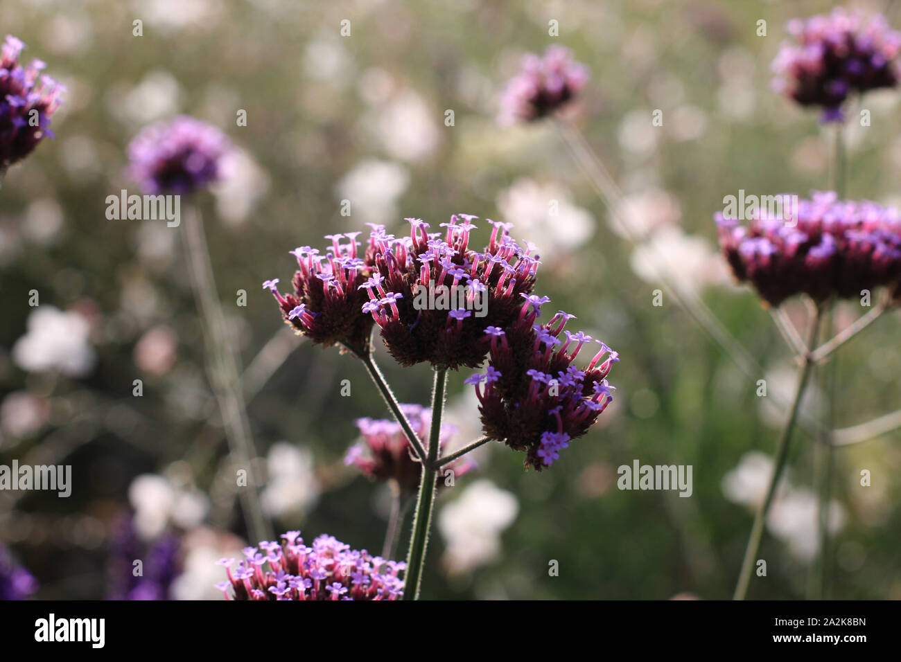 Lila Verbena bonariensis kleine Blumen in der Morgensonne Makro Hintergrund gaura lindheimeri und Lavendel Makro Nahaufnahme Patagonisches Eisenkraut Stockfoto