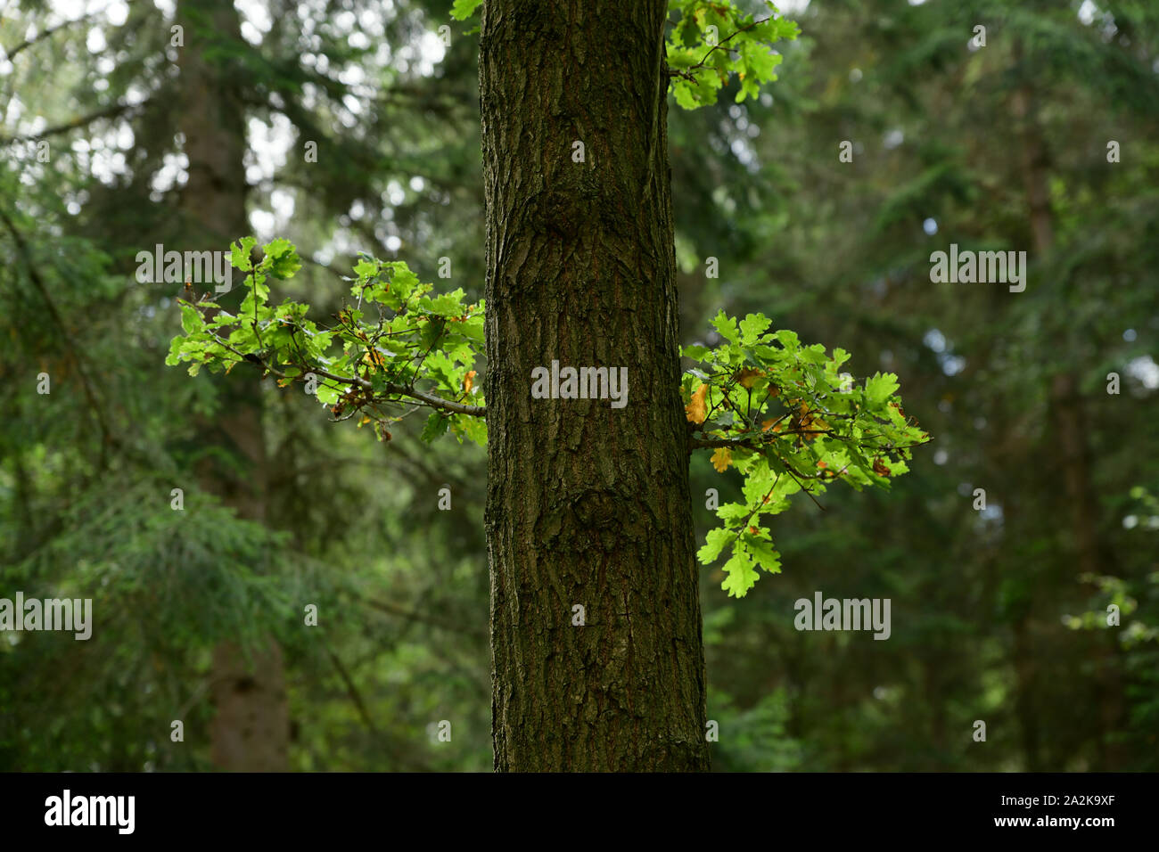Bernholz-Wald: Junge Eiche Historisches Waldgebiet an der Grenze zu Buckinghamshire/Oxfordshire. Potenzieller Standort von HS2. Oxford nach Cambridge Express Way. Stockfoto